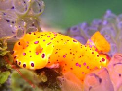 Nudi Busso Jetty Western Australia by Brad Cox 